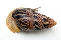 Limicolaria martensiana Mbarara, Uganda dark stripes adult